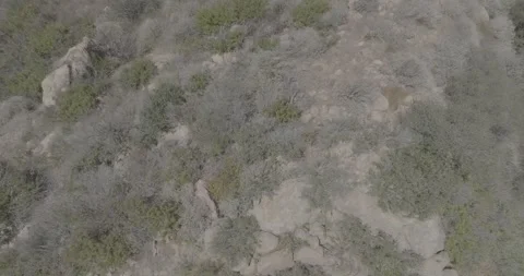 Aerial drone shot over dense forest Stock Footage 344085906