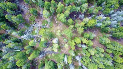 Aerial drone shot over forest. Shot in 4K (UHD) Video stock 80282340