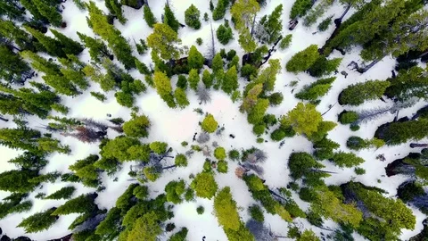 Aerial drone shot over forest and snow 4K (UHD) Stock Footage 80794882