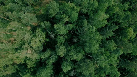 Aerial drone shot over the forest. Drone flies forward above the trees Stock Footage 98569909