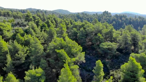 Aerial drone shot over forest with road. Shot in 4K (UHD) Stock Footage 101068167