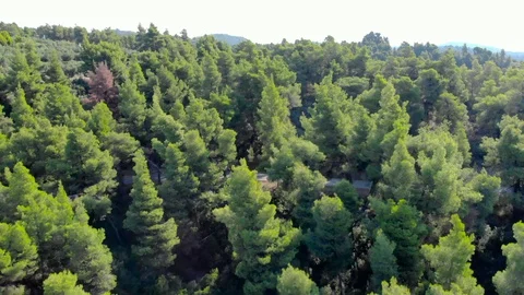 Aerial drone shot over forest with road. Shot in 4K (UHD) Stock Footage 101068921