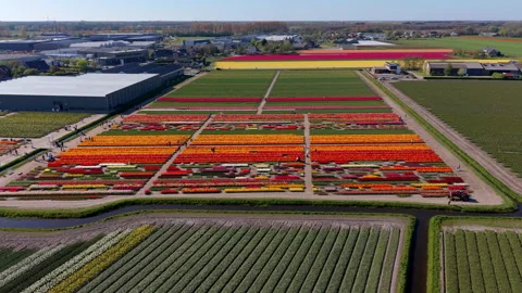 Aerial drone shot over a massive showcase flower garden featuring vibrant Stock Footage 336399980