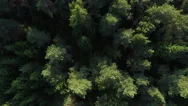 Aerial Drone Shot Over The North European Forest Stock Footage