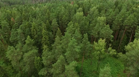 Aerial drone shot over the north european forest. Shot in 4K Stock Footage 66237953