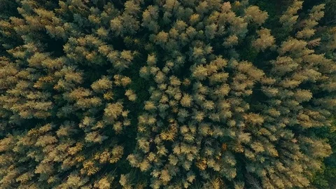 Aerial drone shot over the north european forest - fly down Stock Footage