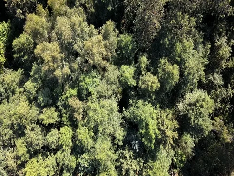 Aerial drone shot over the north european forest Stock Footage 80430422