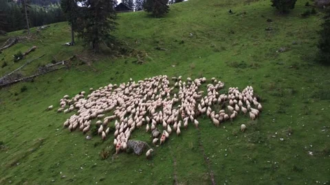 Aerial, drone shot, over a pack of sheeps, on a mountain in a greenland Stock Footage 194554591