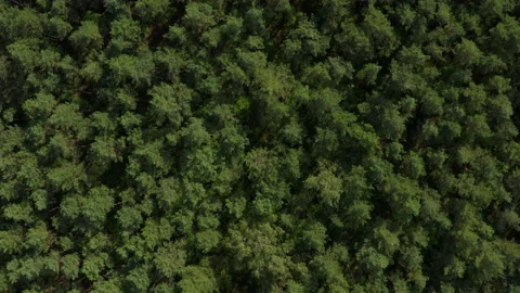 Aerial drone shot over pine forest in Europe Stock Footage 131886447