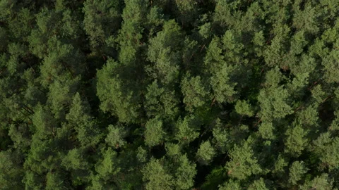 Aerial drone shot over pine forest in Europe Stock Footage 131888232