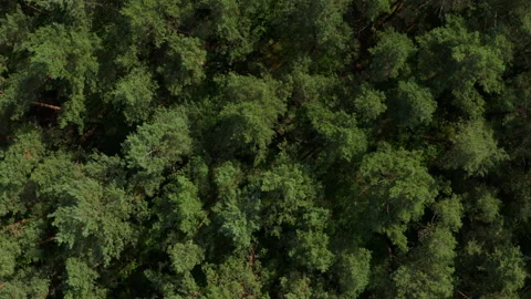 Aerial drone shot over pine forest in Europe, rise and spin Stock Footage 131891739