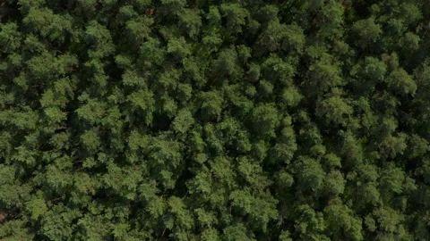 Aerial drone shot over pine forest in Europe, zoom in Stock Footage 131891870