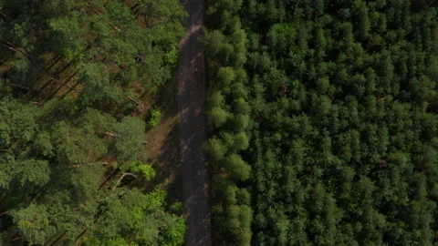 Aerial drone shot over pine forest and road Stock Footage 131895956