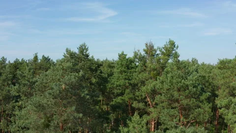 Aerial drone shot over pine forest in Europe Stock Footage 131899430