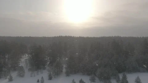 Aerial drone shot over a pine forest in winter with snowflakes Stock Footage 221389935