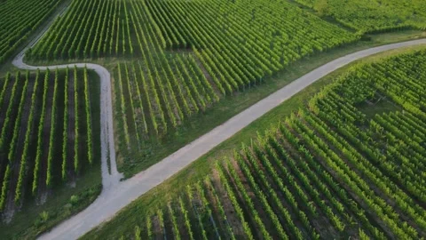 Aerial drone shot over vineyard rows in Dambach-La-Ville, France. Scenic vi.. Stock Footage 344284832
