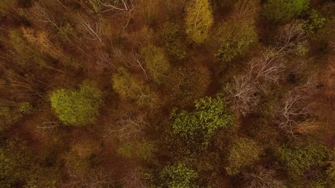 Aerial drone shot over a wood of trees in autumn - Fly Up Stock Footage