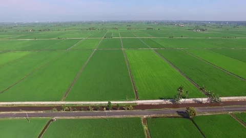 Aerial Drone Shot Paddy Field - Backwards Revealing Stock Footage