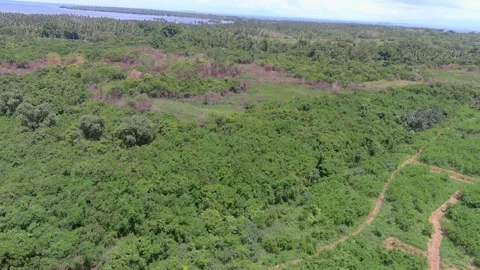 Aerial Drone Shot Panning Left Over Tropical Forest Landscape 4K Vídeos de archivo 337598406