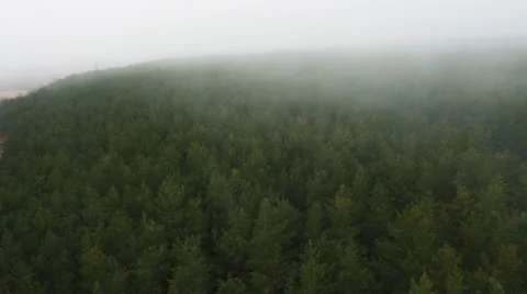 Aerial Drone Shot of Pine Forest in Foggy Day Stock Footage 62861208