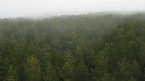 Aerial Drone Shot of Pine Forest in Foggy Day Stock Footage 62861269