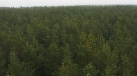 Aerial Drone Shot of Pine Forest in Foggy Day Stock Footage 62861324