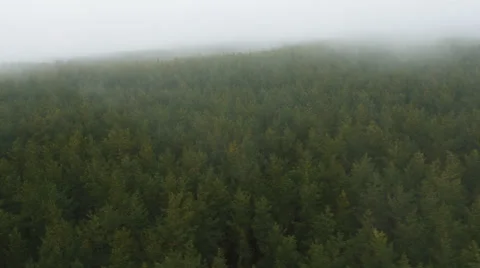 Aerial Drone Shot of Pine Forest in Foggy Day Video stock 62861416