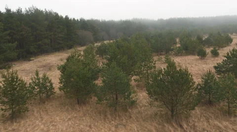 Aerial Drone Shot of Pine Forest in Foggy Day Stock Footage 62861429