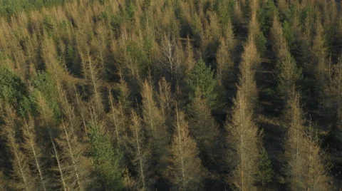 Aerial Drone Shot of Pine Forest in Foggy Day Stock Footage 62862385