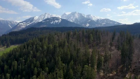 Aerial drone shot of pine forest and alps in Switzerland Stock Footage 132907035