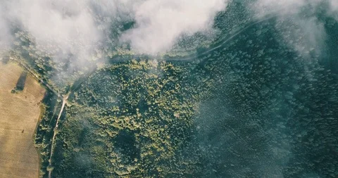 Aerial drone shot of pine tree covered by white clouds Stock Footage 92192622