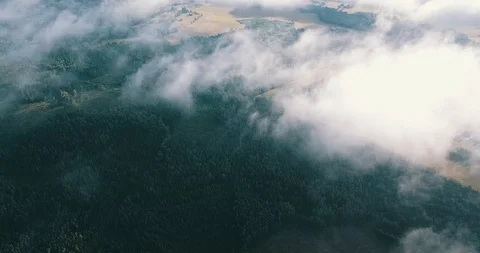 Aerial drone shot of pine tree covered by white clouds Stock Footage 92192662