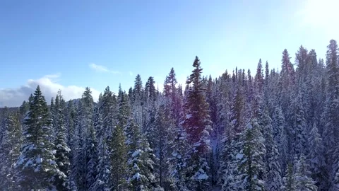 Aerial drone shot of pine tree forest covered in snow in winter time. Stock-Footage 161537332