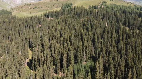 Aerial drone shot of pine trees in Alps forest, moving from distant to near 库存影片 145159248