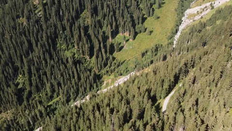 Aerial drone shot of pine trees of Alps green forest 库存影片 145159253