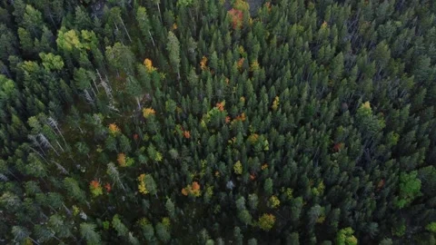Aerial drone shot of pine trees from above Stock Footage 261706166