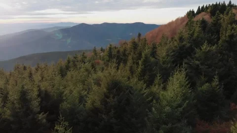 Aerial drone shot of pine trees in the mountains at sunset Stock Footage 261706231