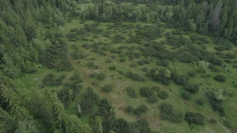 Aerial Drone Shot Of Pine Trees In Alps Forest Stock Footage 266233677