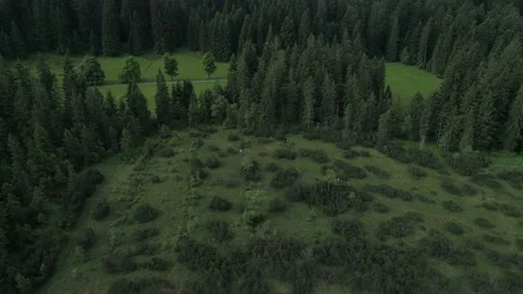 Aerial Drone Shot Of Pine Trees In Alps Forest Stock Footage 266235579