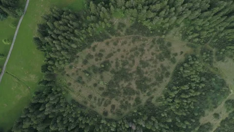 Aerial Drone Shot Of Pine Trees In Alps Forest Stock Footage 266239123