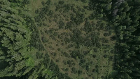 Aerial Drone Shot Of Pine Trees In Alps Forest Stock Footage 266400932