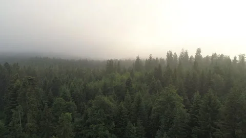 Aerial Drone Shot Of Pine Trees In Alps Forest Stock Footage 266401637