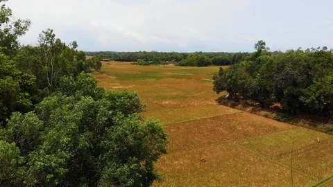 Aerial drone shot of rice fields of Cox's Bazaar, Bangladesh on a sunny day Video stock 93169552