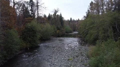 Aerial Drone Shot of River with Eagle in Tree Stock Footage 233470184