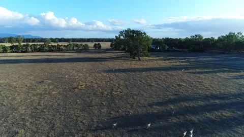 Aerial drone shot of sheep running on farm in rural outer Adelaide, SA Stock-Footage 277930593