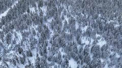 Aerial drone shot showcasing a dense forest of tall trees blanketed in thick Stock Footage 304949092