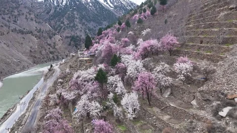Aerial drone shot showcasing a mesmerizing orchard filled with cherry blossom Stock Footage 304961449