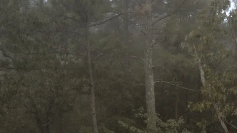 Aerial Drone shot slowly flying upward in a foggy forest Stock Footage