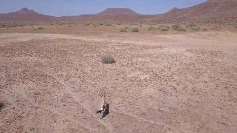 Aerial drone shot springbok running in Namibia, Africa in 4K, establishing Stock Footage 90926727