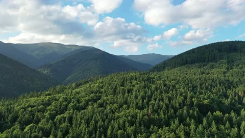 Aerial, drone shot of spruce trees, fly over a coniferous forest, Low Tatras, Stock Footage 146440266